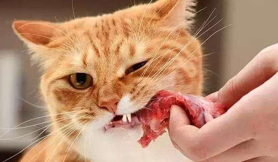 生肉喂猫咪真的好吗？喂生肉需要注意什么呢？