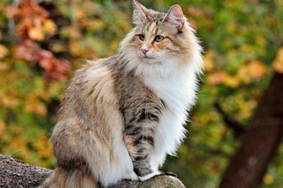 仙气飘飘的挪威森林猫你真的了解吗？快来看看吧！