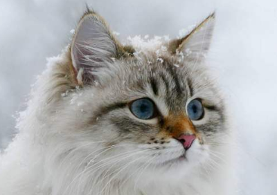 西伯利亚森林猫的优缺点分析！这样的猫，你爱了吗？