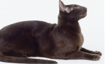 哈瓦那棕猫起源和特点