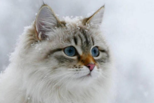 西伯利亚森林猫五官与外形的标准