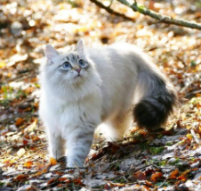 西伯利亚森林猫各部位详细解析