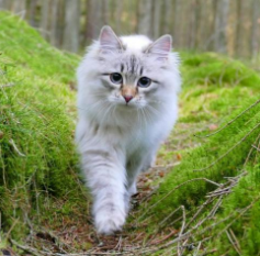 西伯利亚森林猫各部位详细解析