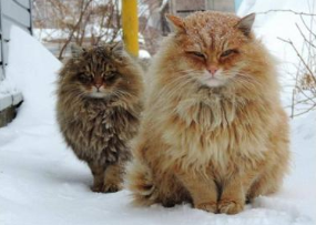 西伯利亚森林猫的历史