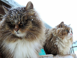 西伯利亚森林猫的历史
