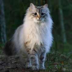 西伯利亚森林猫的辨别方法