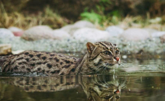 猫为什么会怕水？渔猫：猫界游泳健儿！
