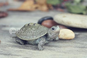 怎么分辨乌龟的公母？