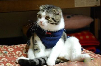 养猫指南：猫咪的坐姿表达的意思
