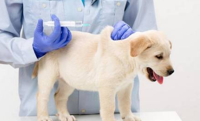 狗狗疫苗多少钱？狗狗如何打疫苗？
