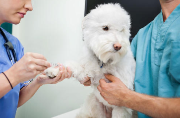 狗狗疫苗多少钱？狗狗如何打疫苗？