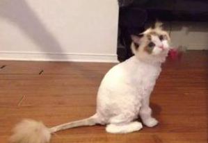 好看的猫咪剃毛造型