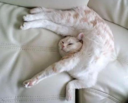猫咪奇葩睡姿图片，猫咪图片