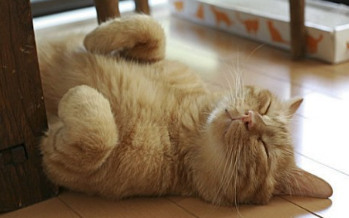 猫咪奇葩睡姿图片，猫咪图片