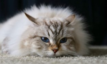 如何判断猫咪是否掉毛过度