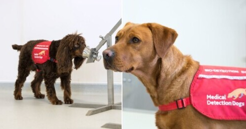 [转载]英国专家认为狗或能嗅出新冠病毒 但急需样本做实验