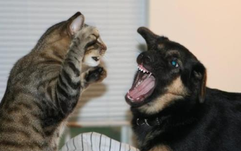 常见的几种宠物猫战斗力排行榜！