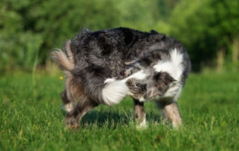 狗狗为什么喜欢追自己的尾巴？