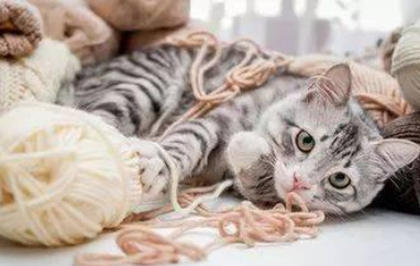 养猫指南：怎么和猫一起玩，培养猫的习惯