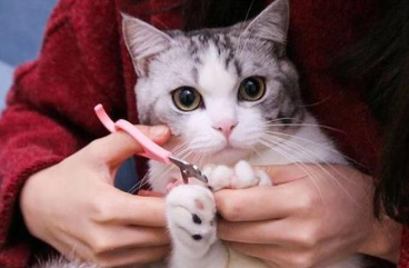 猫咪磨爪子是为什么？猫抓板怎么用？
