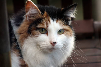 养猫指南：猫咪在家容易遇到危险的五个地方