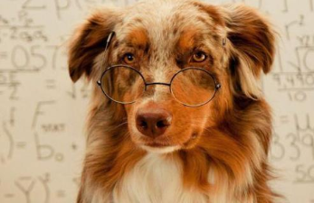 如何科学的计算狗狗的年龄