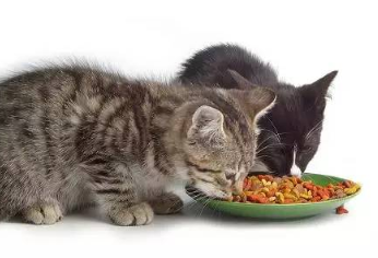 不同时期的猫粮选择，猫粮的区别