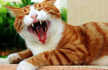 猫咪口臭怎么办？如何预防猫咪口臭？