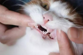 猫咪口臭怎么办？如何预防猫咪口臭？