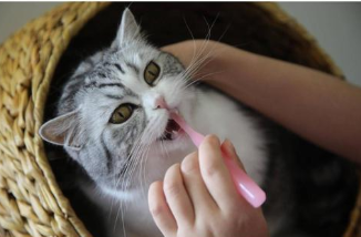 怎么给猫咪刷牙，猫咪刷牙注意事项！