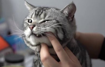 怎么给猫咪刷牙，猫咪刷牙注意事项！