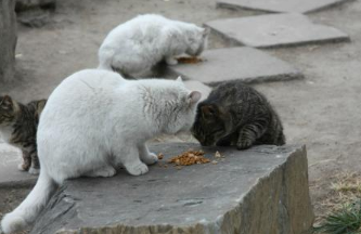 猫咪少食多餐的原因