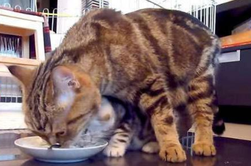 猫咪为什么不喜欢吃猫粮？猫干粮的改良过程
