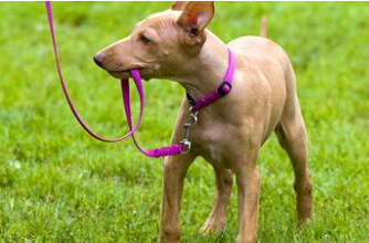 牵引绳对狗狗的重要性