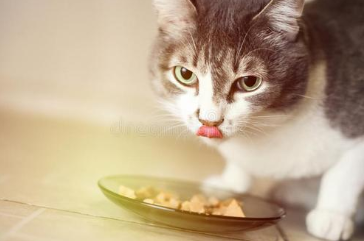 哪些人吃的东西猫咪不能吃？