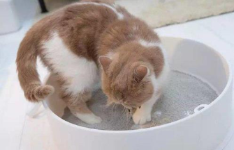 各类猫砂的优缺点