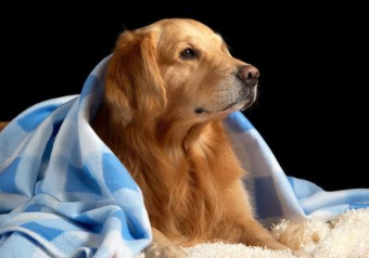 哪些原因会导致狗狗过度清洁自己？