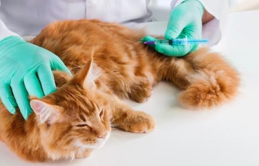 猫咪要打哪些疫苗？多久打一次？