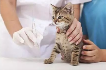 猫咪的疫苗预防什么病？怎么打疫苗？
