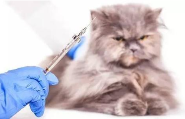 猫咪的疫苗预防什么病？怎么打疫苗？