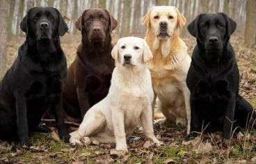 五种狗狗的忠心度排行榜，忠心的五种狗狗