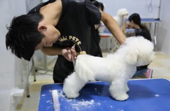 宠物美容师资格证怎么考？宠物美容师的工作内容