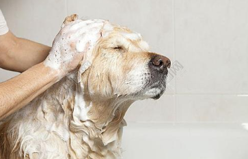 狗狗洗澡间隔多少天好？狗狗洗澡注意事项