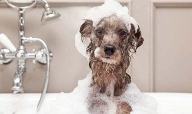 狗狗洗澡间隔多少天好？狗狗洗澡注意事项