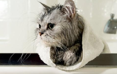 如何轻松的让猫咪洗澡？
