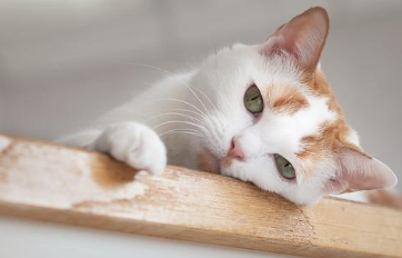 猫传腹是什么病？猫传腹能治好吗？