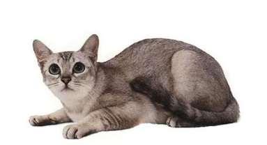 亚洲波米拉猫性格及身体特征