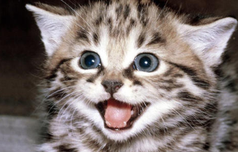 猫咪会微笑吗？哪些迹象看似猫咪在笑？