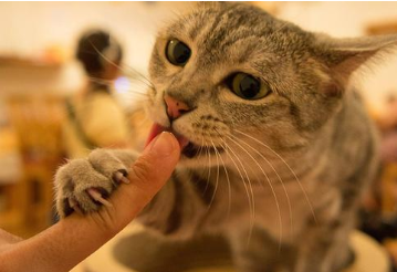 猫咪为什么会舔人？怎样遏制猫咪舔人？