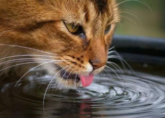 猫咪为什么不喜欢喝水？多喝水对猫咪有什么好处？